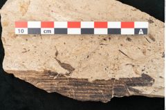 Foto (Detailansicht) von Equisetum haeringianum Ettingshausen (NHMW-GEO-2024-0188-8204)